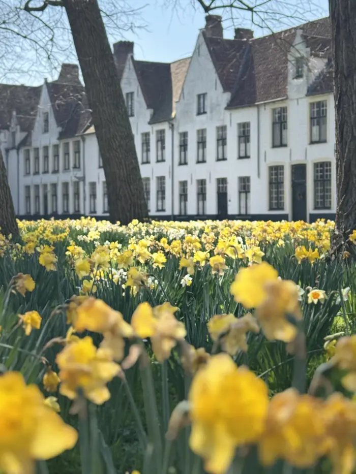 El Beguinario de Brujas con narcisos en primavera