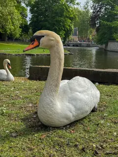 Un cisne a la orilla del agua en Brujas