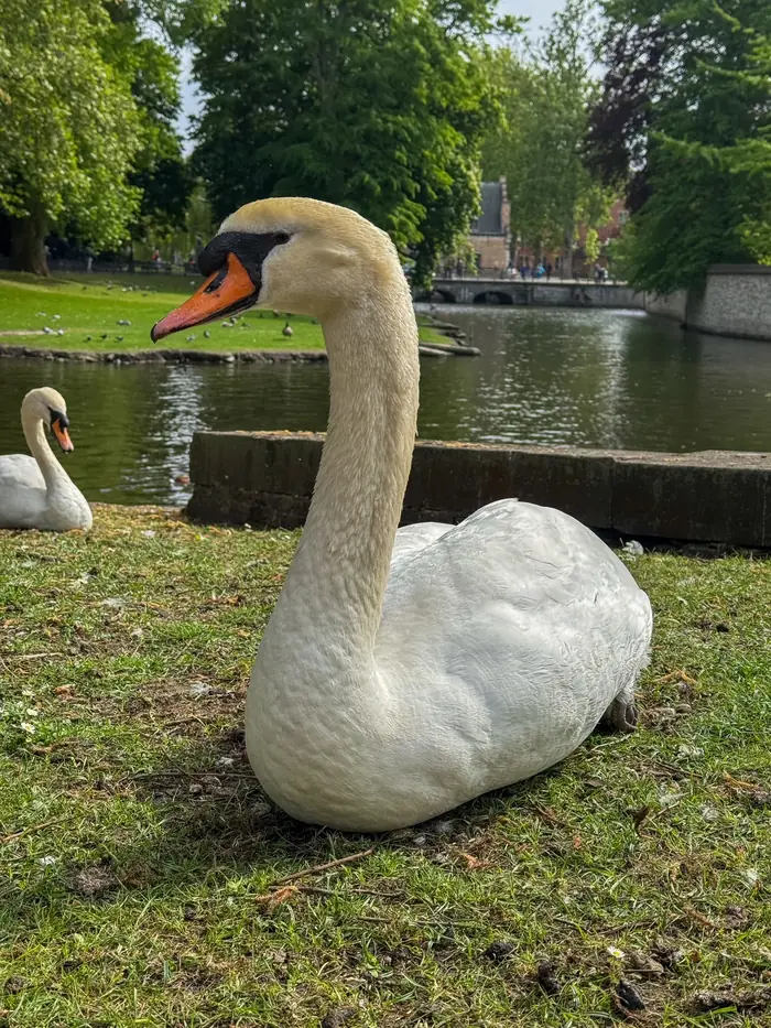 Un cisne a la orilla del agua en Brujas